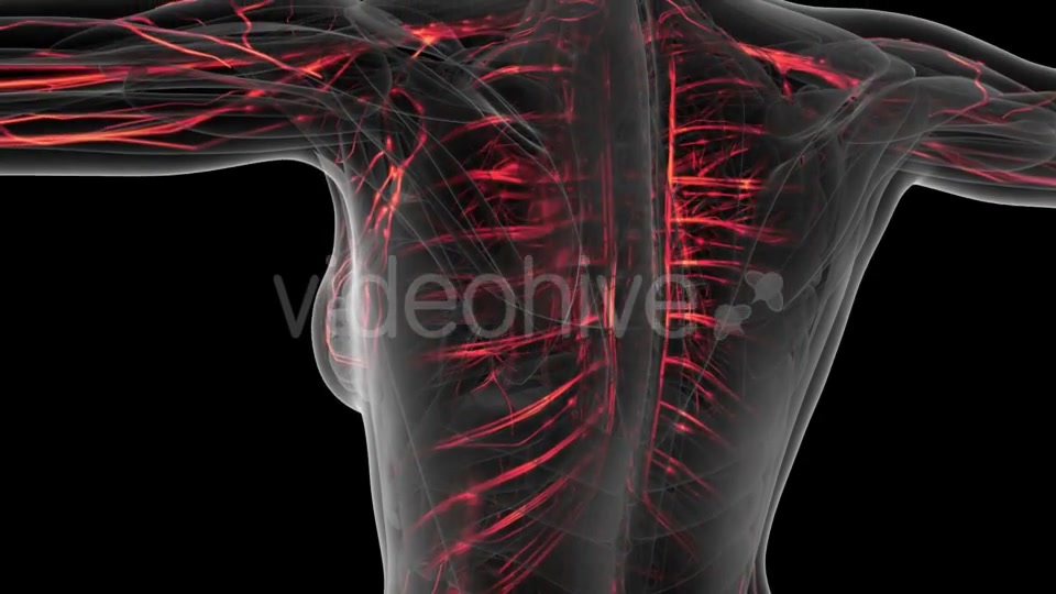 Human Body with Glow Blood Vessels Videohive 20902660 Motion Graphics Image 7