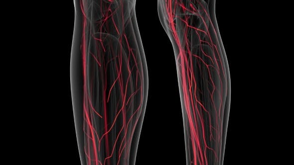 Human Body with Glow Blood Vessels - Videohive 20902660 Download
