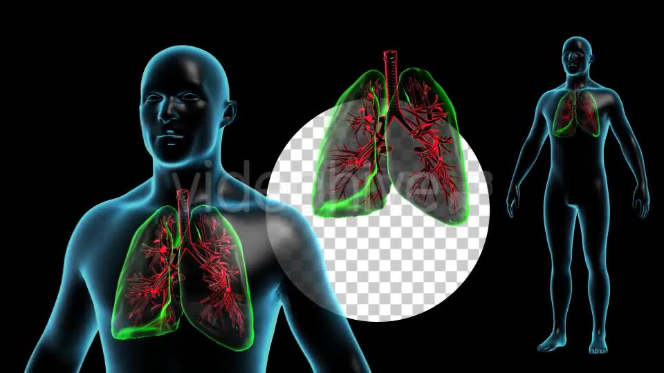 Human Body with Lungs Videohive 18956726 Motion Graphics Image 1