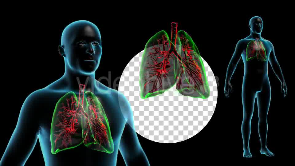 Human Body with Lungs Videohive 18956726 Motion Graphics Image 10