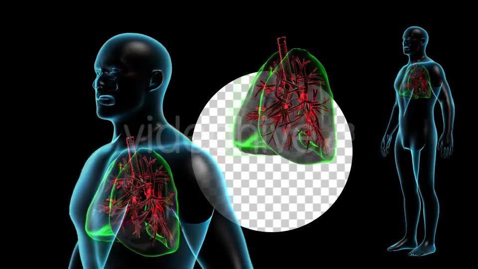 Human Body with Lungs Videohive 18956726 Motion Graphics Image 2
