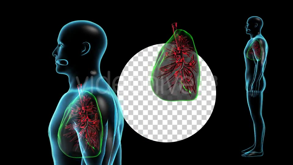 Human Body with Lungs Videohive 18956726 Motion Graphics Image 3