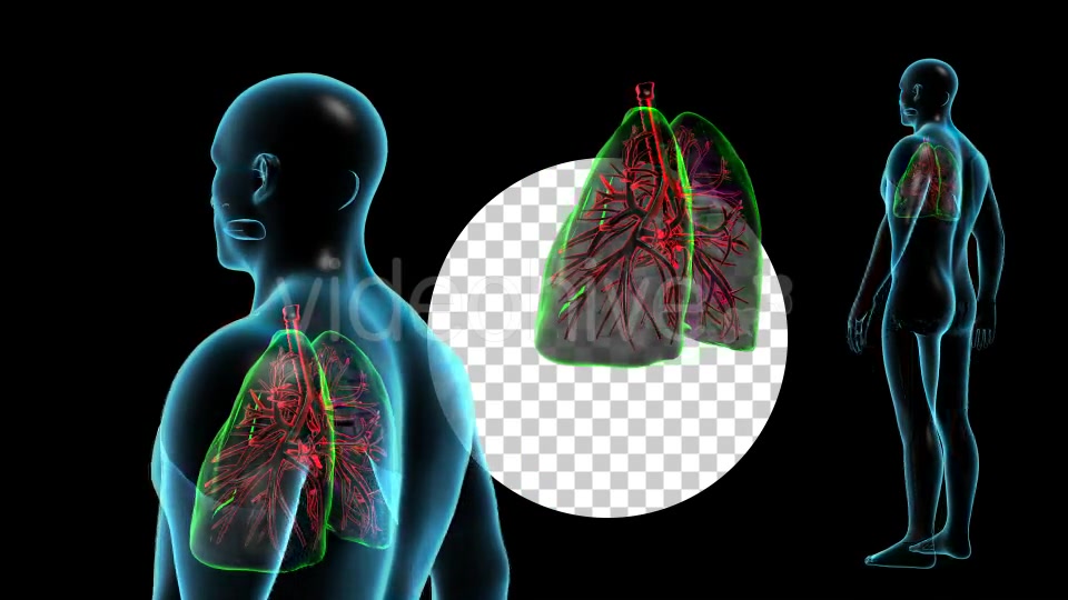 Human Body with Lungs Videohive 18956726 Motion Graphics Image 4