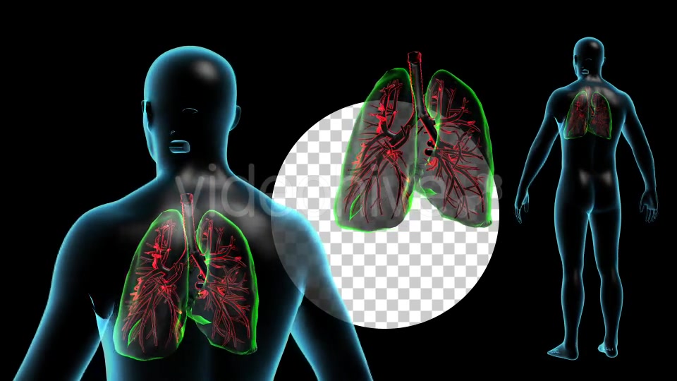 Human Body with Lungs Videohive 18956726 Motion Graphics Image 5