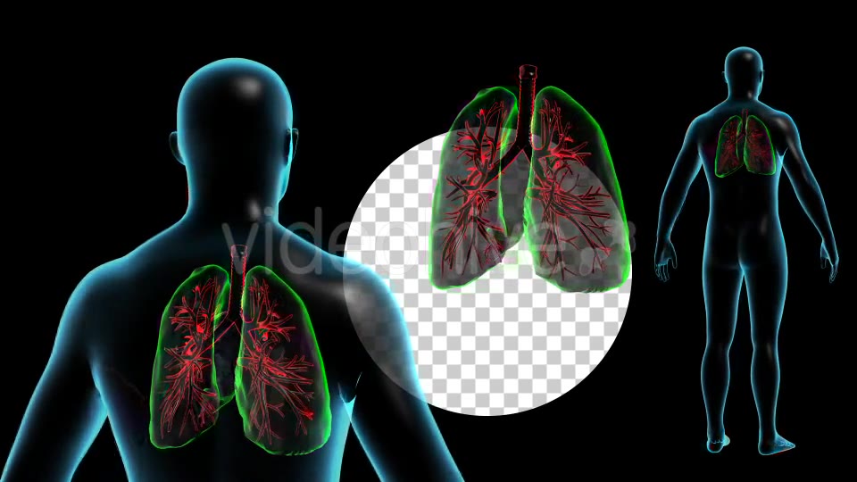 Human Body with Lungs Videohive 18956726 Motion Graphics Image 6