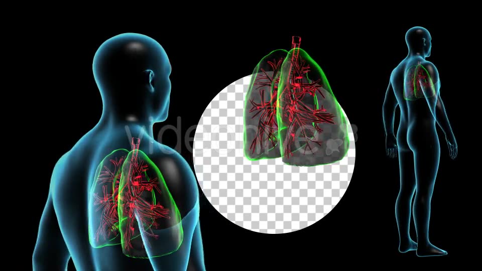 Human Body with Lungs Videohive 18956726 Motion Graphics Image 7