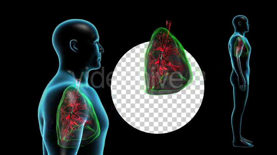 Human Body with Lungs Videohive 18956726 Motion Graphics Image 8