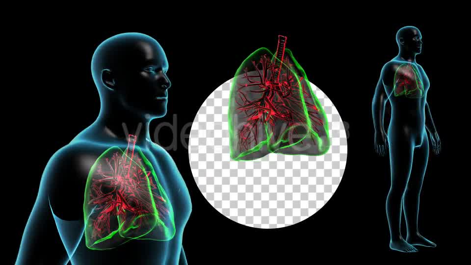 Human Body with Lungs Videohive 18956726 Motion Graphics Image 9