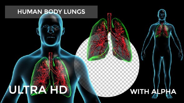 Human Body with Lungs - Download 18956726 Videohive
