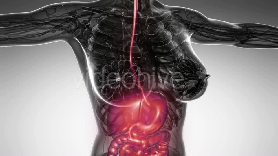 Human Body With Visible Digestive System Videohive 18483203 Motion Graphics Image 1