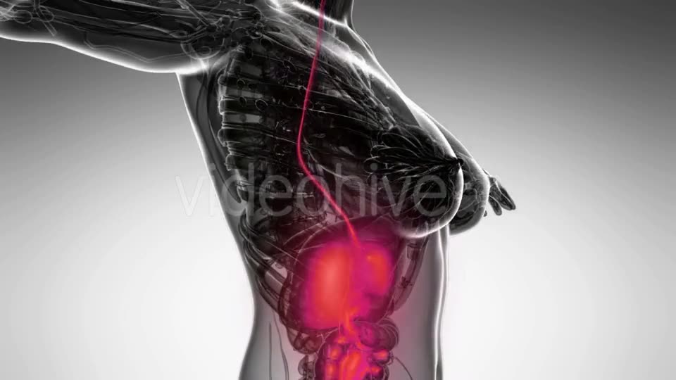 Human Body With Visible Digestive System Videohive 18483203 Motion Graphics Image 2