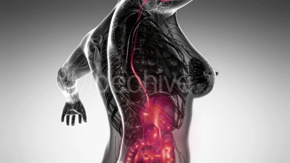 Human Body With Visible Digestive System Videohive 18483203 Motion Graphics Image 3
