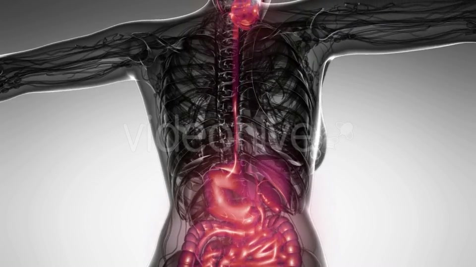 Human Body With Visible Digestive System Videohive 18483203 Motion Graphics Image 4