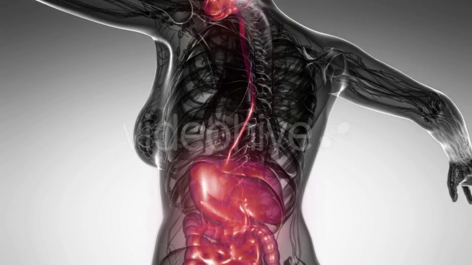 Human Body With Visible Digestive System Videohive 18483203 Motion Graphics Image 5