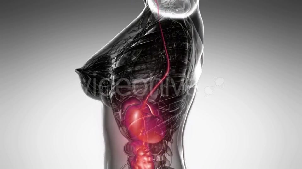 Human Body With Visible Digestive System Videohive 18483203 Motion Graphics Image 6
