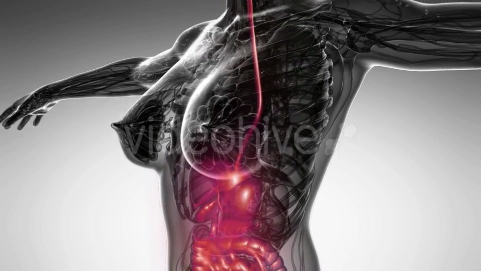 Human Body With Visible Digestive System Videohive 18483203 Motion Graphics Image 7