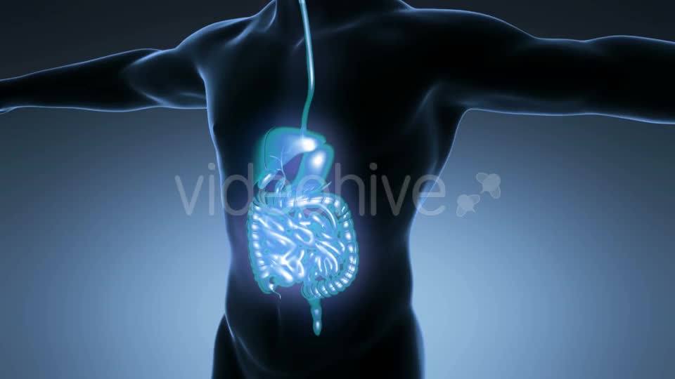 Human Body With Visible Digestive System Videohive 18009299 Motion Graphics Image 1