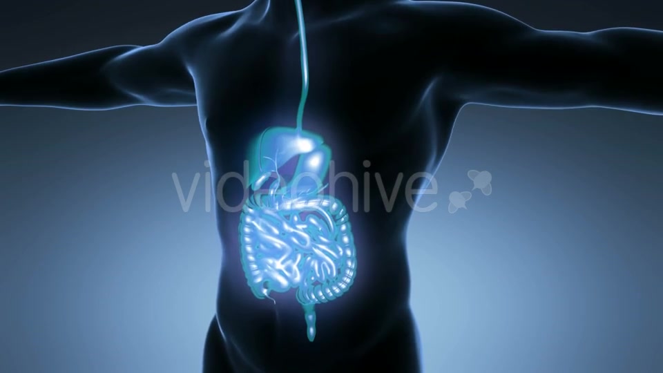 Human Body With Visible Digestive System Videohive 18009299 Motion Graphics Image 3