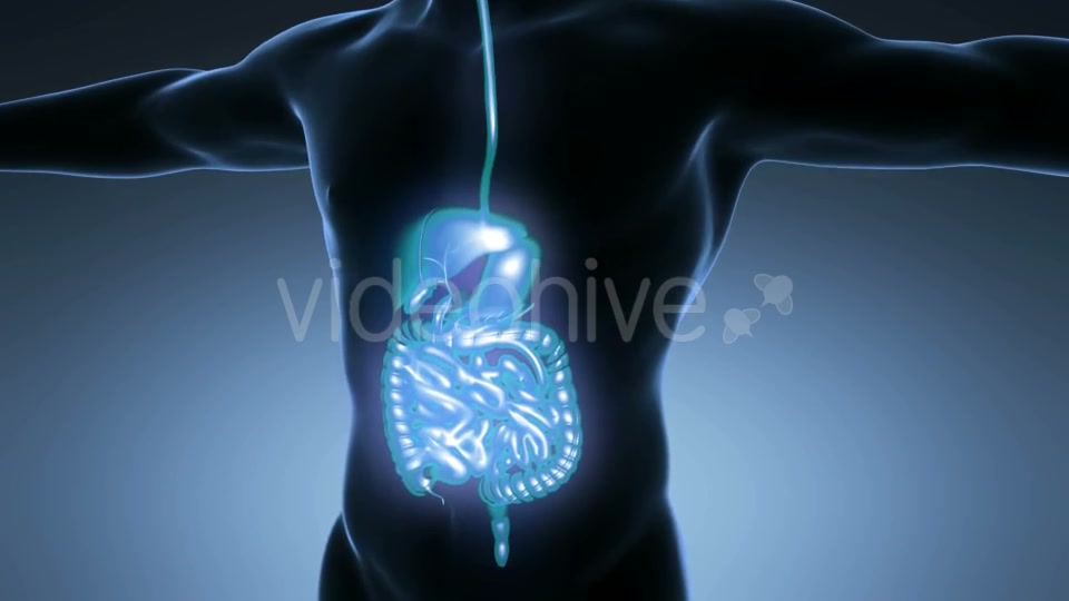 Human Body With Visible Digestive System Videohive 18009299 Motion Graphics Image 4