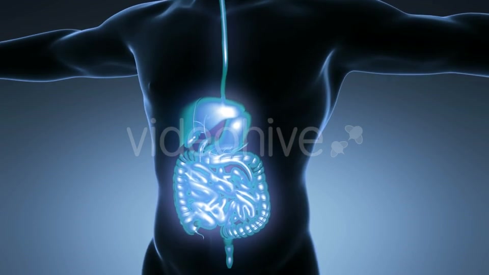 Human Body With Visible Digestive System Videohive 18009299 Motion Graphics Image 5