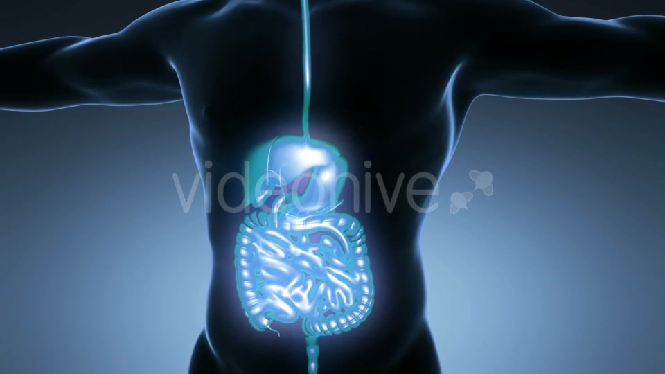 Human Body With Visible Digestive System Videohive 18009299 Motion Graphics Image 6