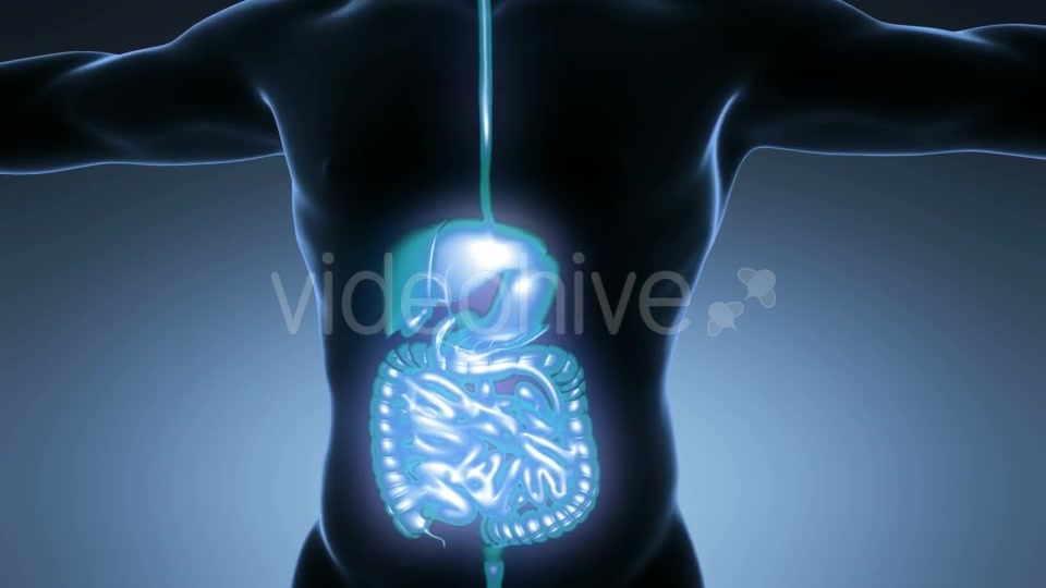 Human Body With Visible Digestive System Videohive 18009299 Motion Graphics Image 7