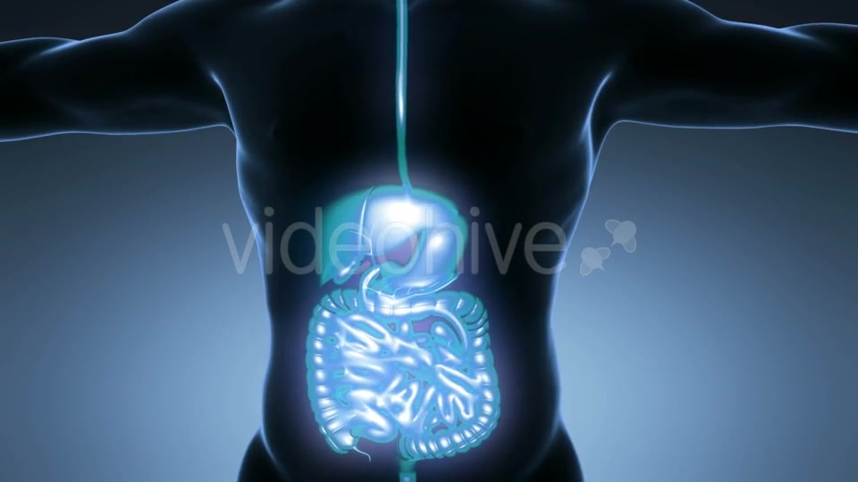 Human Body With Visible Digestive System Videohive 18009299 Motion Graphics Image 8