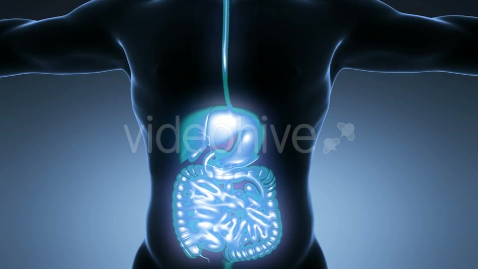 Human Body With Visible Digestive System Videohive 18009299 Motion Graphics Image 9