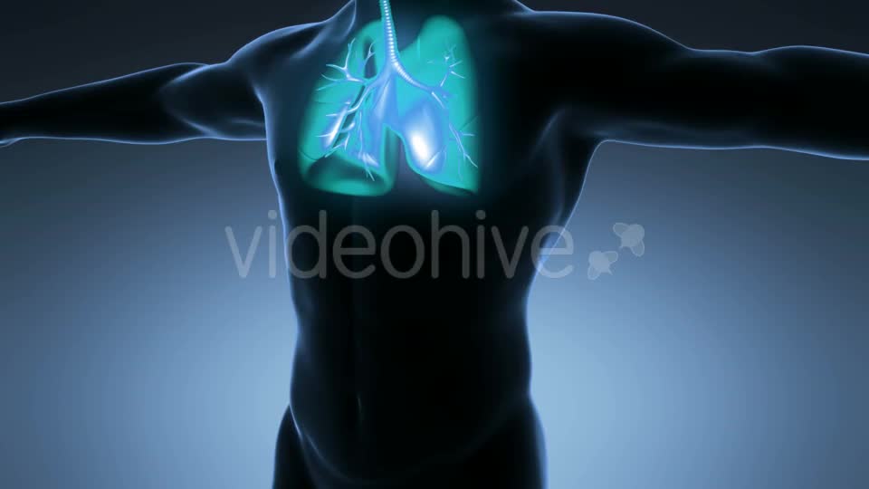 Human Body With Visible Lungs Videohive 18010215 Motion Graphics Image 1