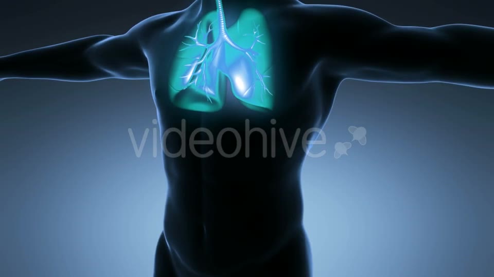 Human Body With Visible Lungs Videohive 18010215 Motion Graphics Image 2