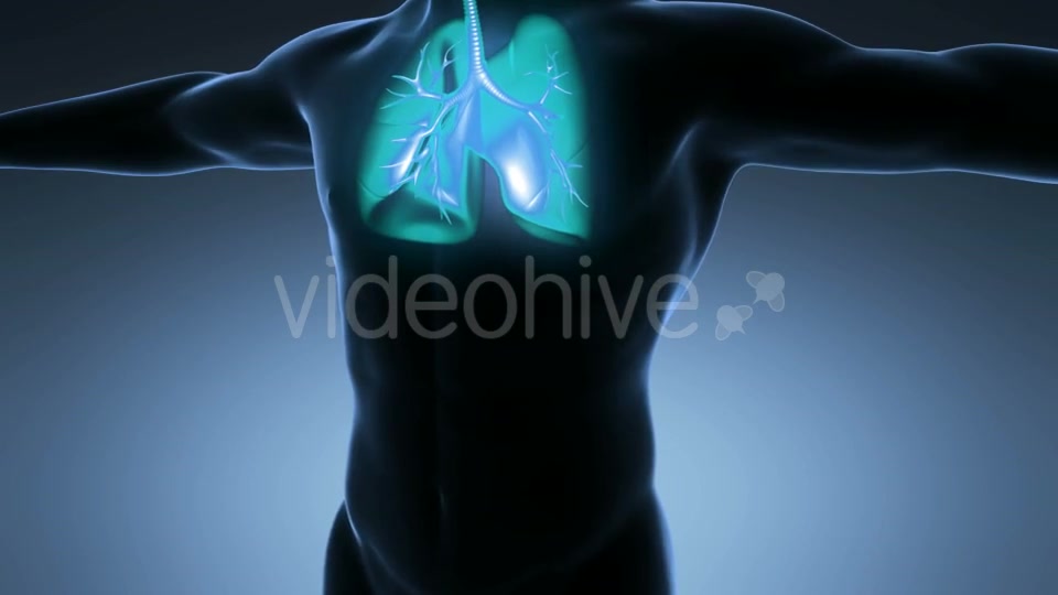 Human Body With Visible Lungs Videohive 18010215 Motion Graphics Image 3