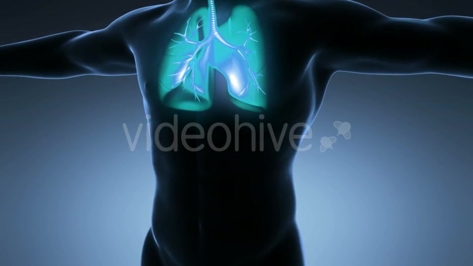 Human Body With Visible Lungs Videohive 18010215 Motion Graphics Image 4