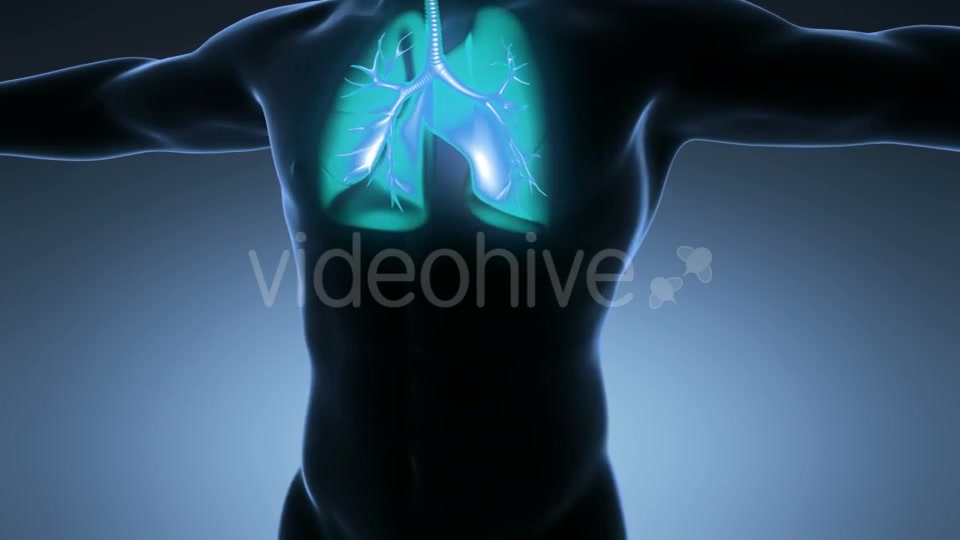Human Body With Visible Lungs Videohive 18010215 Motion Graphics Image 5