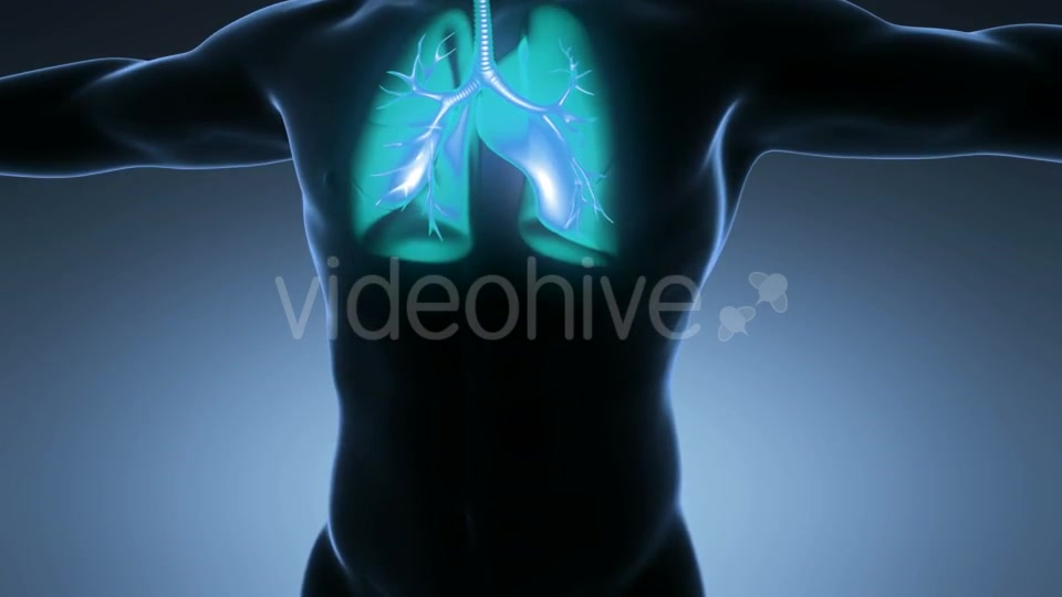Human Body With Visible Lungs Videohive 18010215 Motion Graphics Image 6