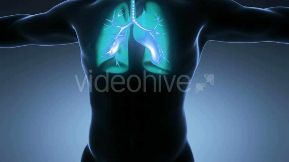 Human Body With Visible Lungs Videohive 18010215 Motion Graphics Image 7