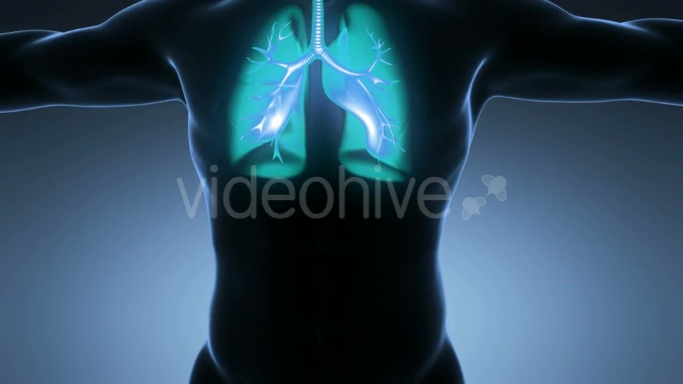 Human Body With Visible Lungs Videohive 18010215 Motion Graphics Image 8