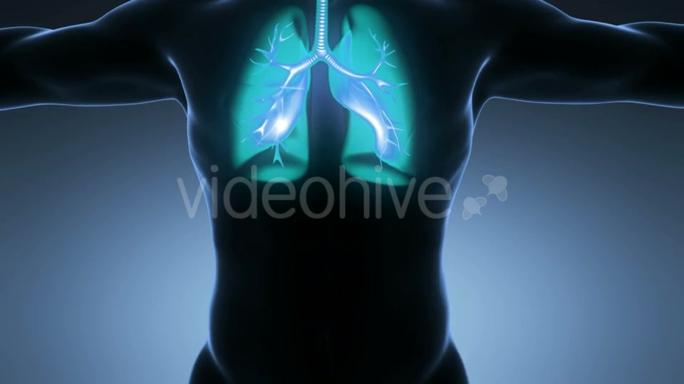 Human Body With Visible Lungs Videohive 18010215 Motion Graphics Image 9