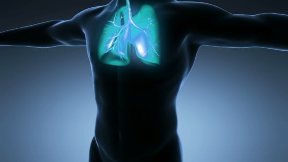 Human Body With Visible Lungs - 18010215 Download Videohive
