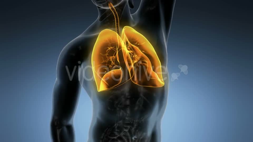 Human Body with Visible Lungs Videohive 19894818 Motion Graphics Image 1