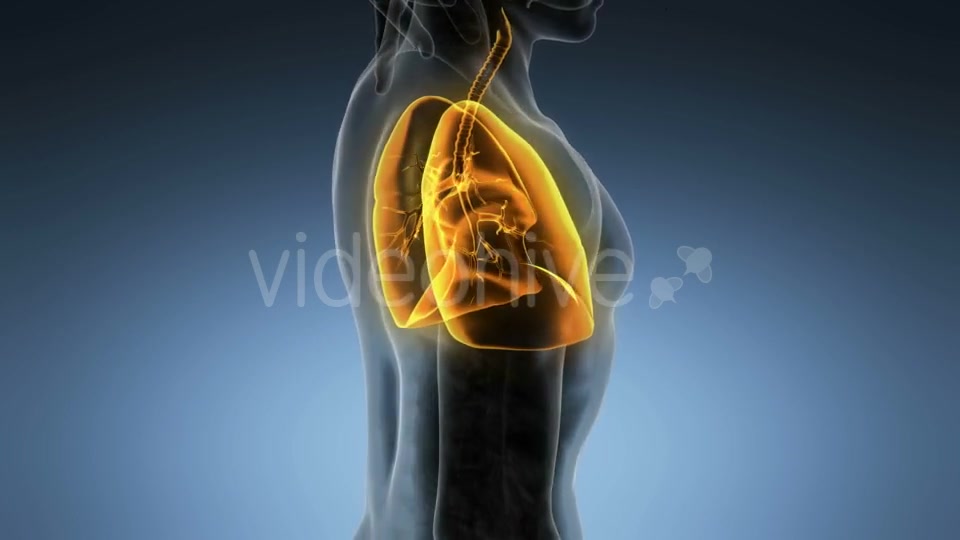 Human Body with Visible Lungs Videohive 19894818 Motion Graphics Image 3