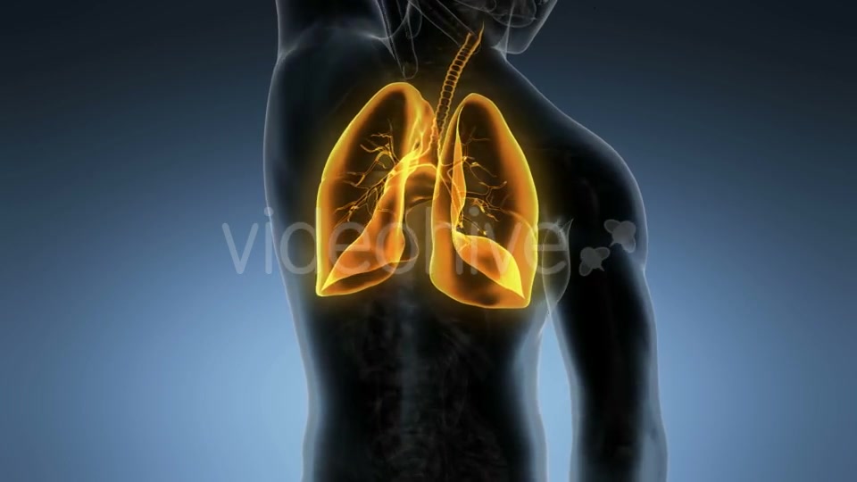 Human Body with Visible Lungs Videohive 19894818 Motion Graphics Image 4