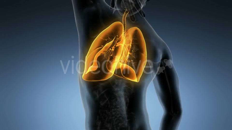 Human Body with Visible Lungs Videohive 19894818 Motion Graphics Image 5