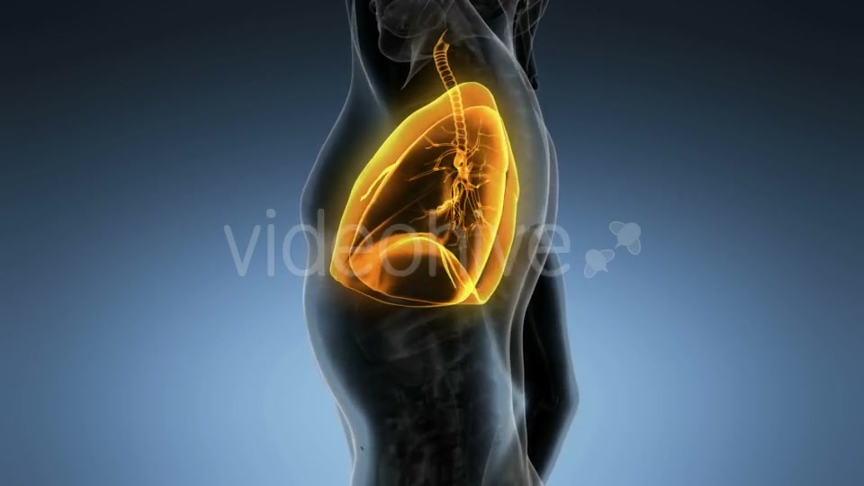 Human Body with Visible Lungs Videohive 19894818 Motion Graphics Image 6
