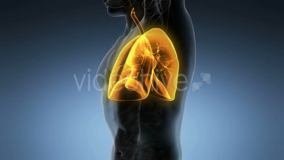 Human Body with Visible Lungs Videohive 19894818 Motion Graphics Image 7
