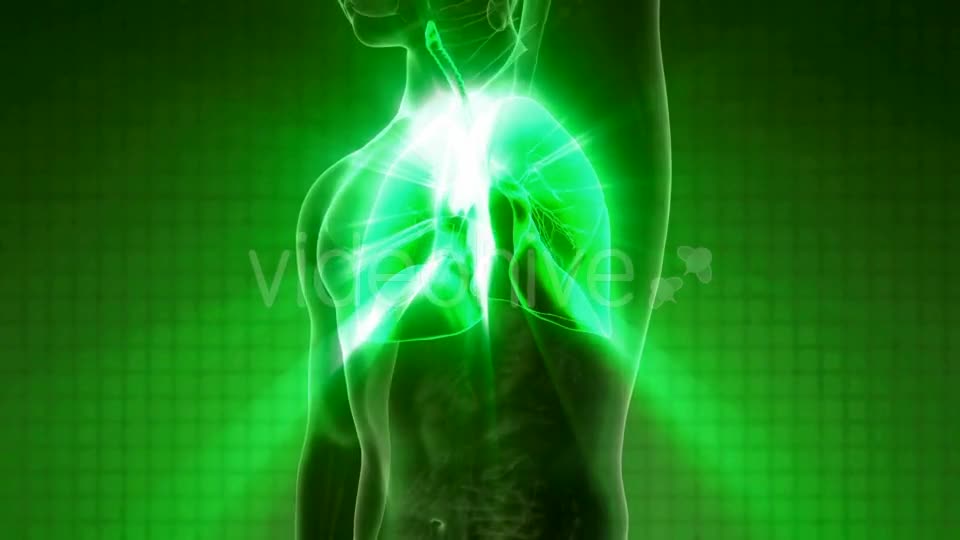 Human Body with Visible Lungs Videohive 21264361 Motion Graphics Image 1