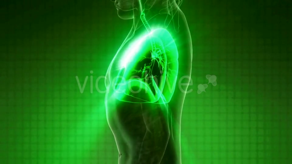 Human Body with Visible Lungs Videohive 21264361 Motion Graphics Image 2