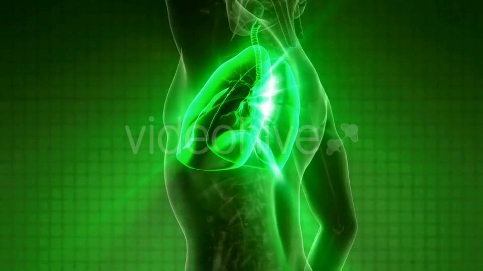 Human Body with Visible Lungs Videohive 21264361 Motion Graphics Image 3