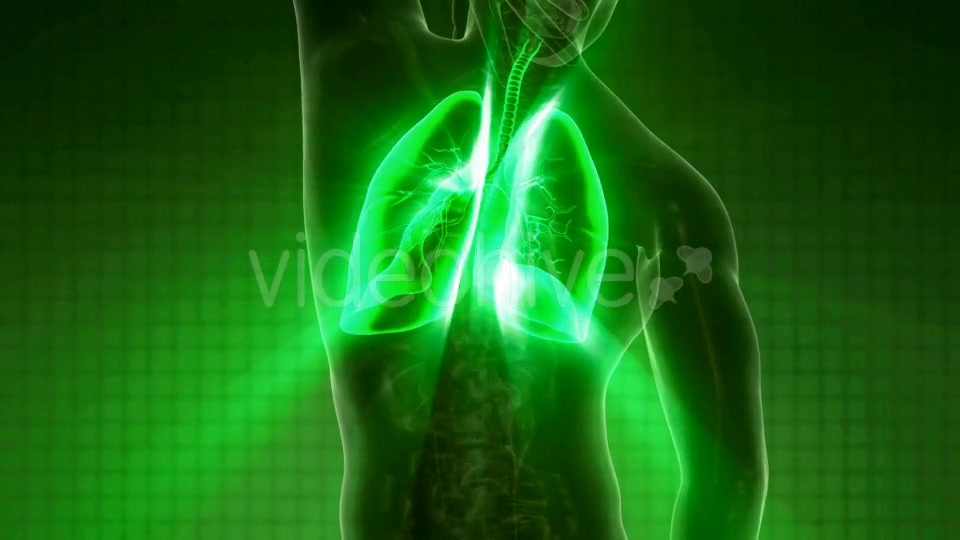 Human Body with Visible Lungs Videohive 21264361 Motion Graphics Image 4