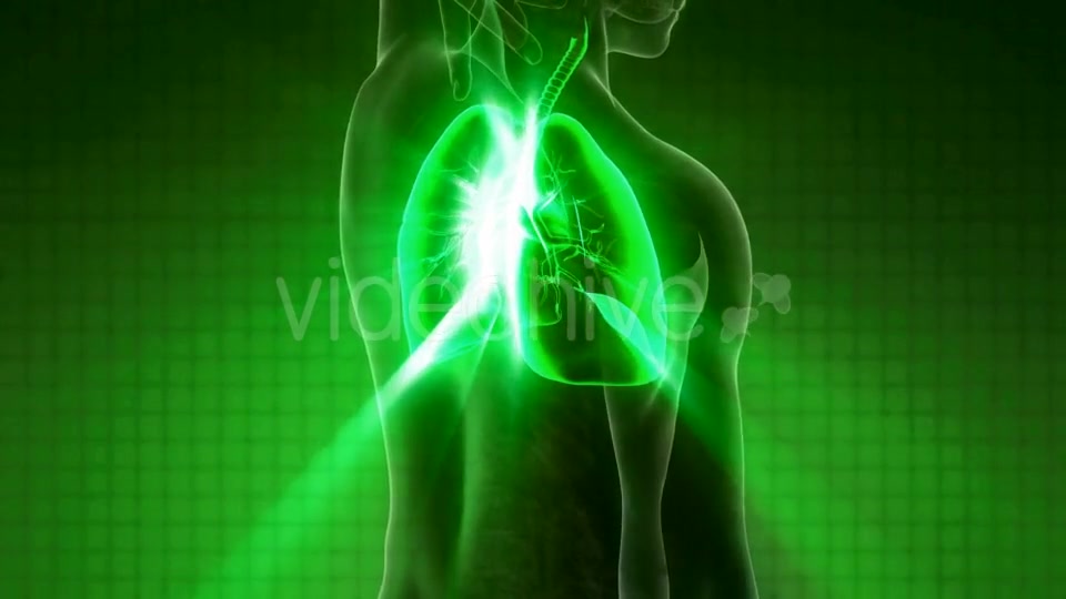 Human Body with Visible Lungs Videohive 21264361 Motion Graphics Image 5