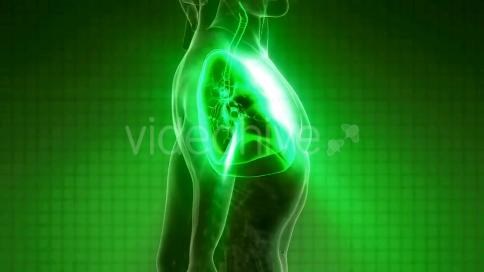 Human Body with Visible Lungs Videohive 21264361 Motion Graphics Image 6